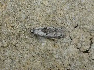 Eulechria acervata