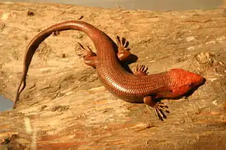 mâle