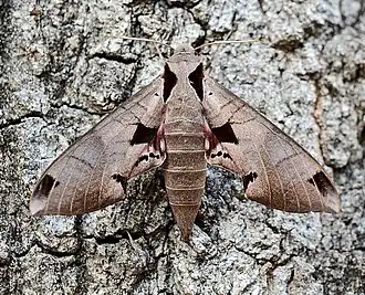 Description de l'image Eumorpha achemon 1.jpg.