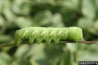 Chenille verte