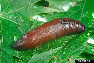 Chrysalide
