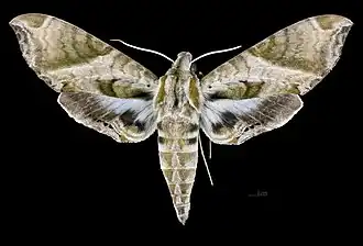 Eumorpha elisa