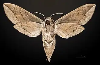 Eumorpha satellitia posticatus mâle - revers