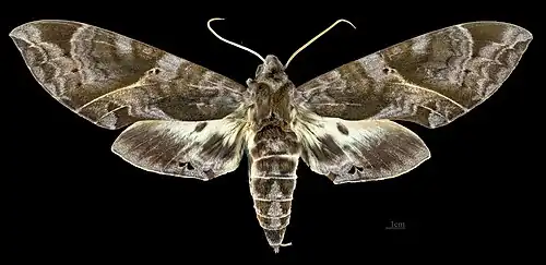 Eumorpha triangulum
