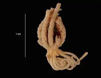 Eumorphometra fraseri (USNM)