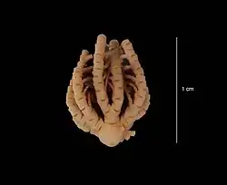 Eumorphometra marri