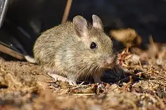 Description de l'image Euneomys chinchilloides 203214532.jpg.