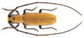 Eunidia lateralis