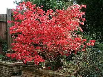 Feuillage d'automne de Euonymus alatus