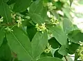 Détail des feuilles et fleurs de Euonymus alatus