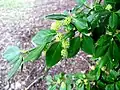 Fleurs sur une plante mature