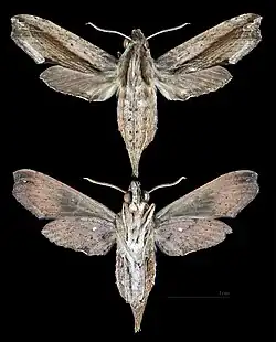 Eupanacra automedon