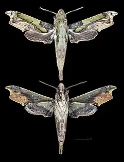 Eupanacra busiris