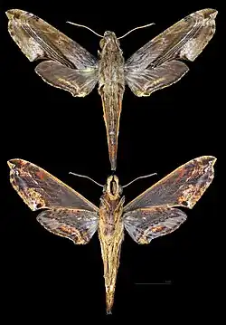 Eupanacra metallica