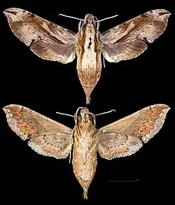 Eupanacra mydon