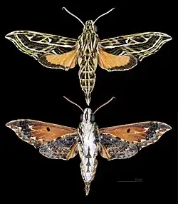 Eupanacra pulchella