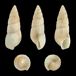 Euparthenia bulinea (Entomotaeniata).