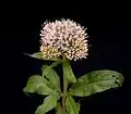 Eupatorium cannabinum(Sottotribù Eupatoriinae)