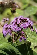 Hebeclinium macrophyllum(Sottotribù Hebecliniinae)