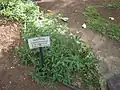 Eupatorium riparium