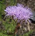 Conoclinium greggii(Sottotribù Gyptidinae)