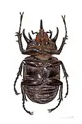 Male - Vue ventrale