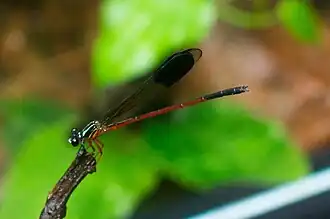 Euphaea cardinalis mâle