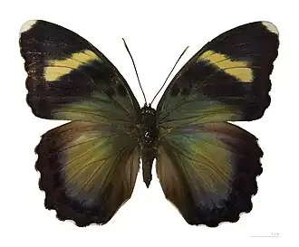 Euphaedra xypete(coll. MHNT)