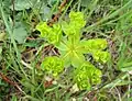 Euphorbia helioscopia