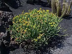 Euphorbia aphylla