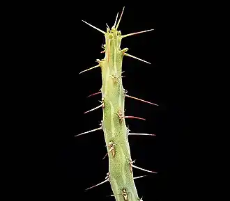 Euphorbia awashensis (es).