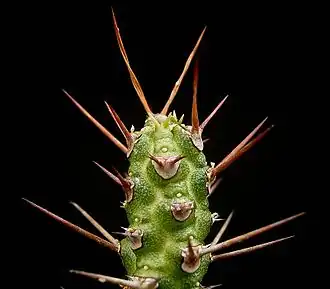 Euphorbia ellenbeckii (de).