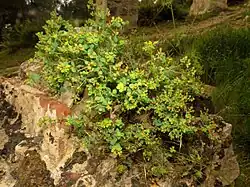 Euphorbia flavicoma
