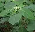 Feuilles ovales acuminées, Inde.