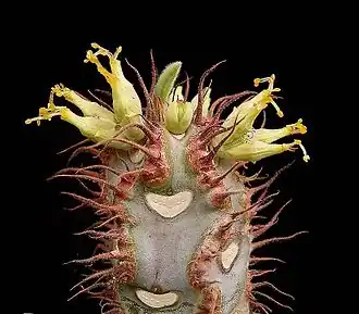Haut de la tige d'une plante succulente et épineuse, à fleurs jaunes