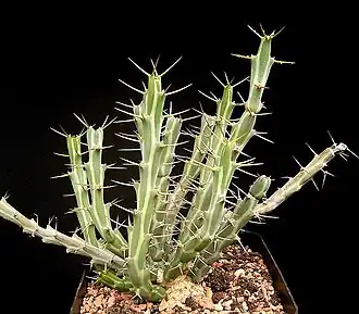 Description de l'image Euphorbia pervittata ies.jpg.