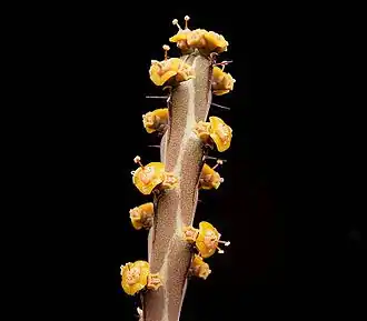 Euphorbia sebsebei (sv).