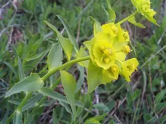 Description de l'image Euphorbia serrata FlowersCloseup 11April2009 CampoCalatrava.jpg.