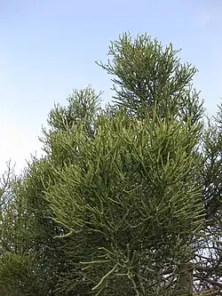 Euphorbia tirucalli