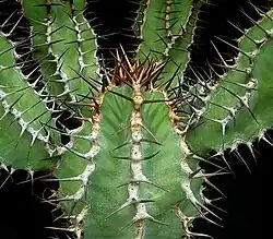Les glochides jaunes d'Opuntia howeyi (de), les zébrures sur les feuilles de l'Aloès maculé et les côtes grisâtres sillonnant la tige de l'Euphorbe vireuse présentent des couleurs aposématiques avertissant les prédateurs de la spinescence propre à protéger ces plantes contre les mammifères herbivores.