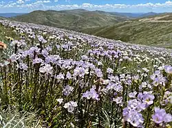 Euphrasia collina (Australie).