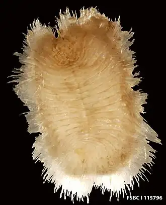 Euphrosine triloba, un Euphrosinidae