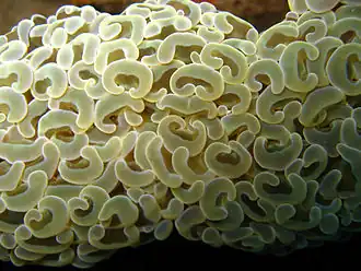 Description de l'image Euphyllia ancora3.jpg.