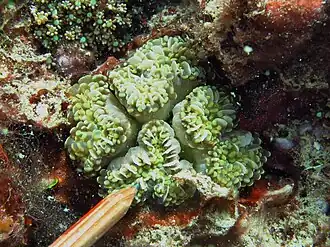 Description de l'image Euphyllia cristata, septa.jpg.