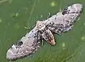 Eupithecia centaureata   (Denis & Schiffermüller, 1775)
