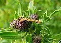 chenille