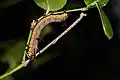chenille