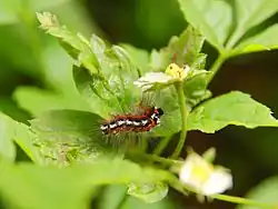 Euproctis Similis.