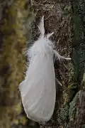 Euproctis Similis.