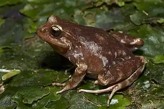 Description de l'image Eupsophus migueli 70824381.jpg.